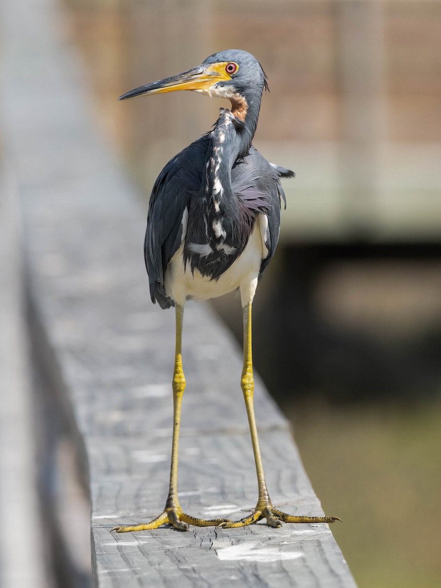 Tricolored Heron - ML644952155