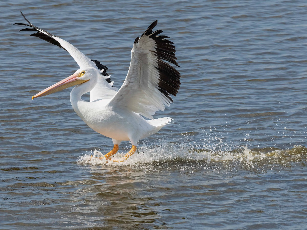 American White Pelican - ML644952159