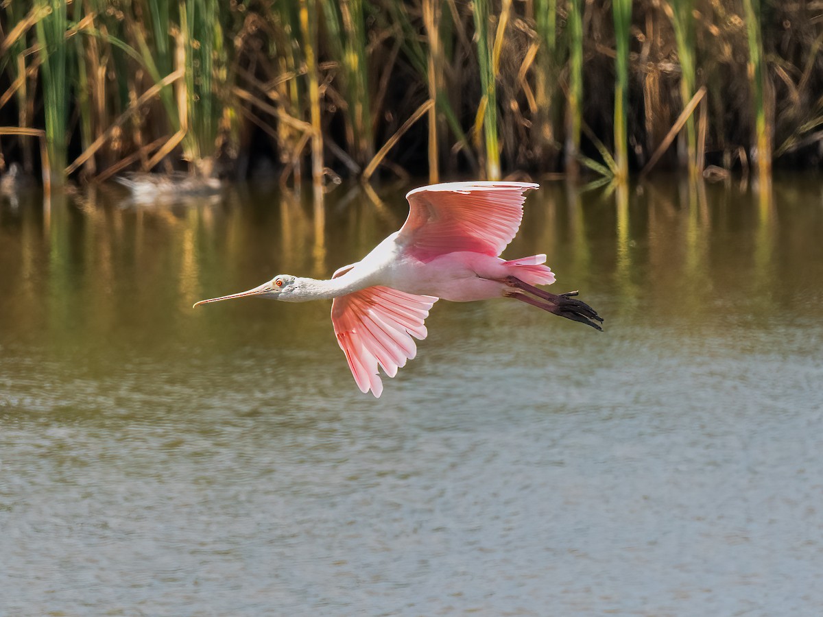 Roseate Spoonbill - ML644952183