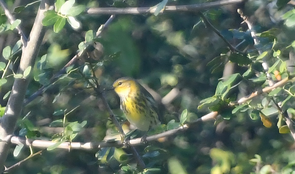 Paruline tigrée - ML644952190