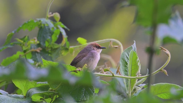 Chubb Yelpazekuyruğu - ML644952193