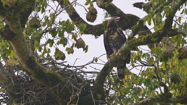Taçlı Kartal - ML644952199