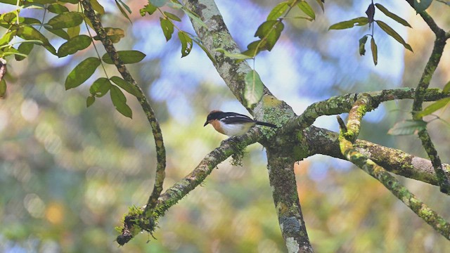 Lühder Bubusu - ML644952201