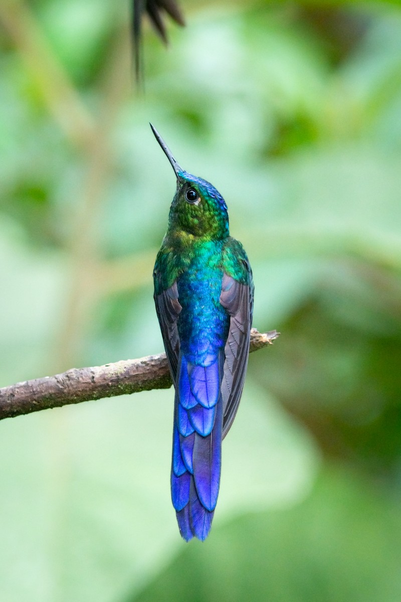 Violet-tailed Sylph - ML644952205