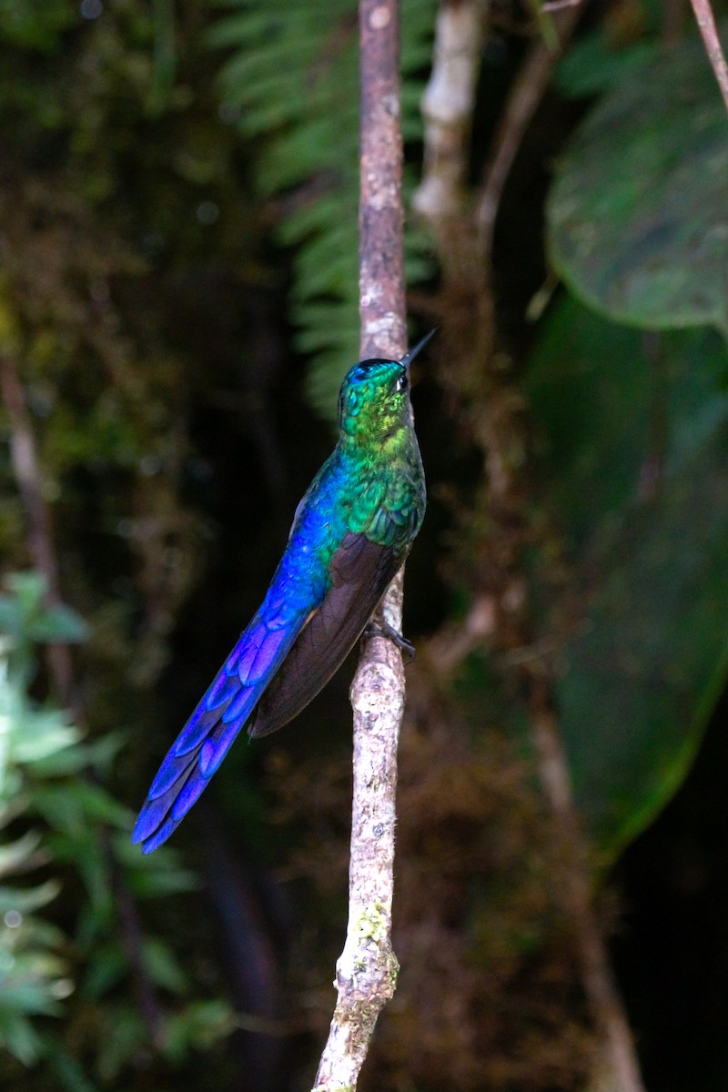 Violet-tailed Sylph - ML644952206