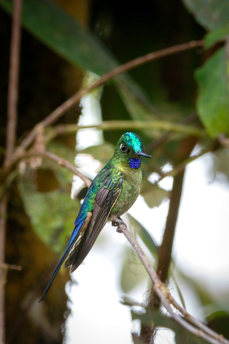 Violet-tailed Sylph - ML644952207
