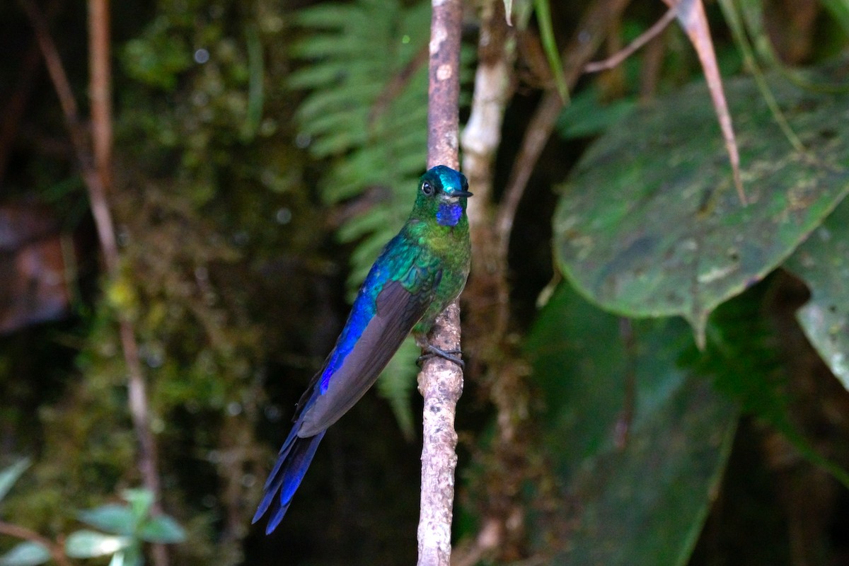 Violet-tailed Sylph - ML644952208