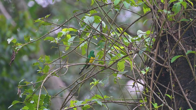 Afrika Zümrüt Guguğu - ML644952209