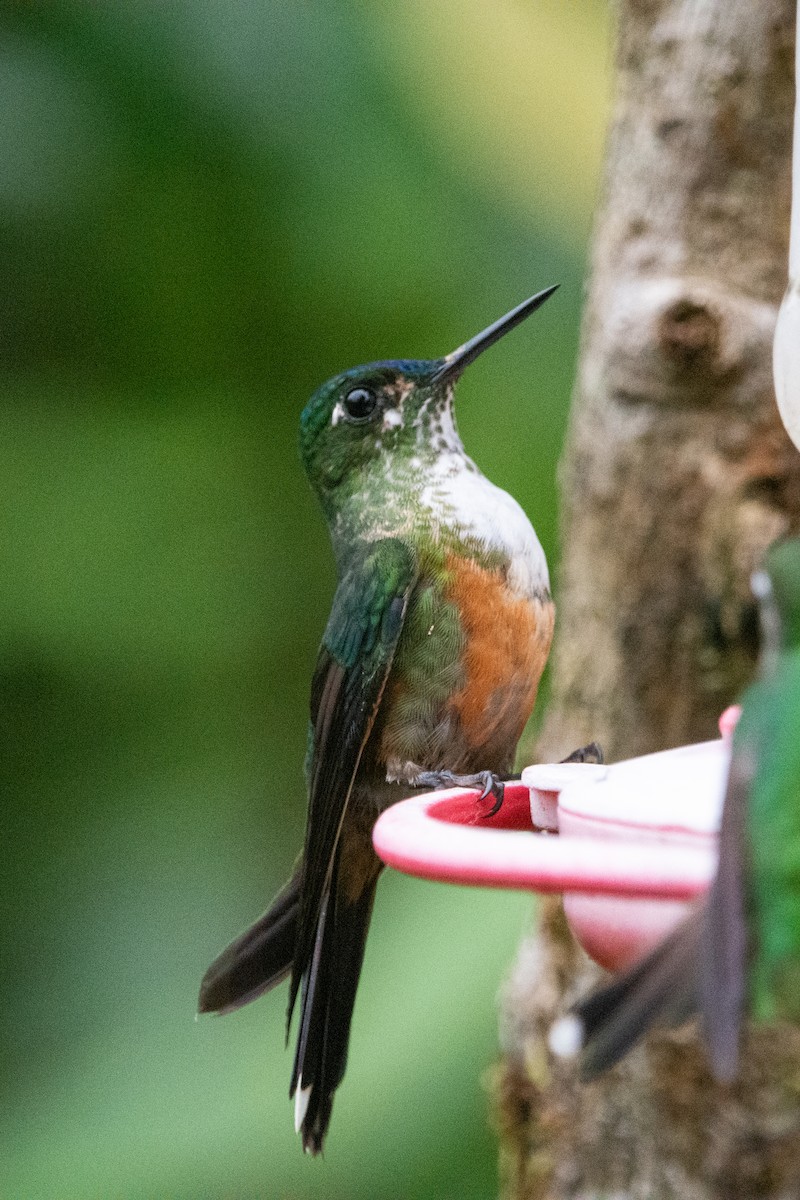 Violet-tailed Sylph - ML644952211