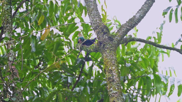 Ak Başlı İbibik - ML644952215