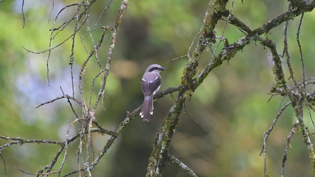 Mackinnon Örümcekkuşu - ML644952223