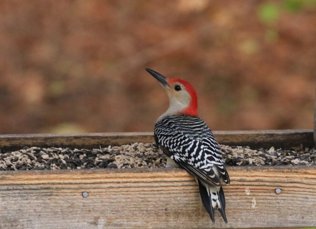 Red-bellied Woodpecker - ML644952234