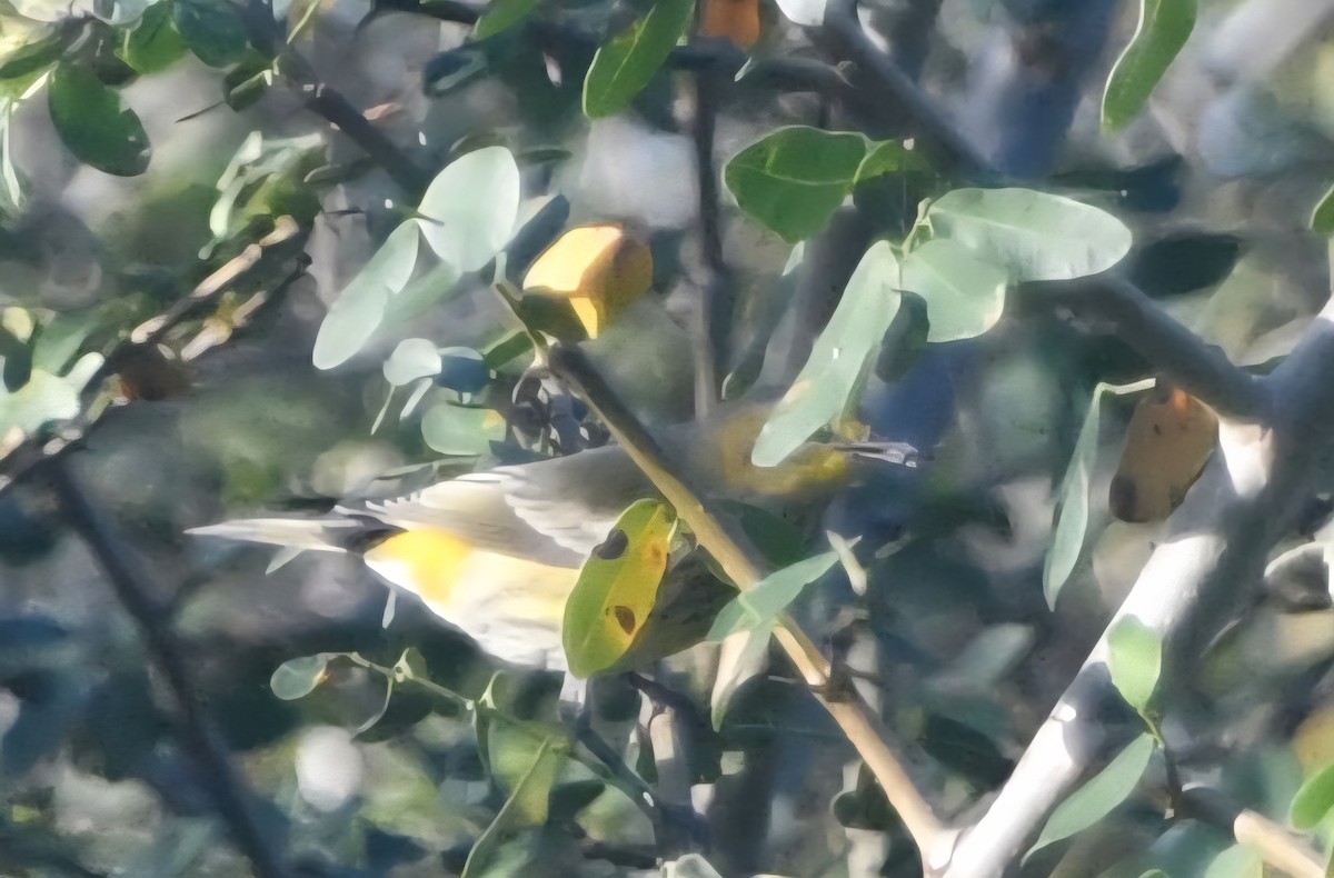 Paruline tigrée - ML644952236