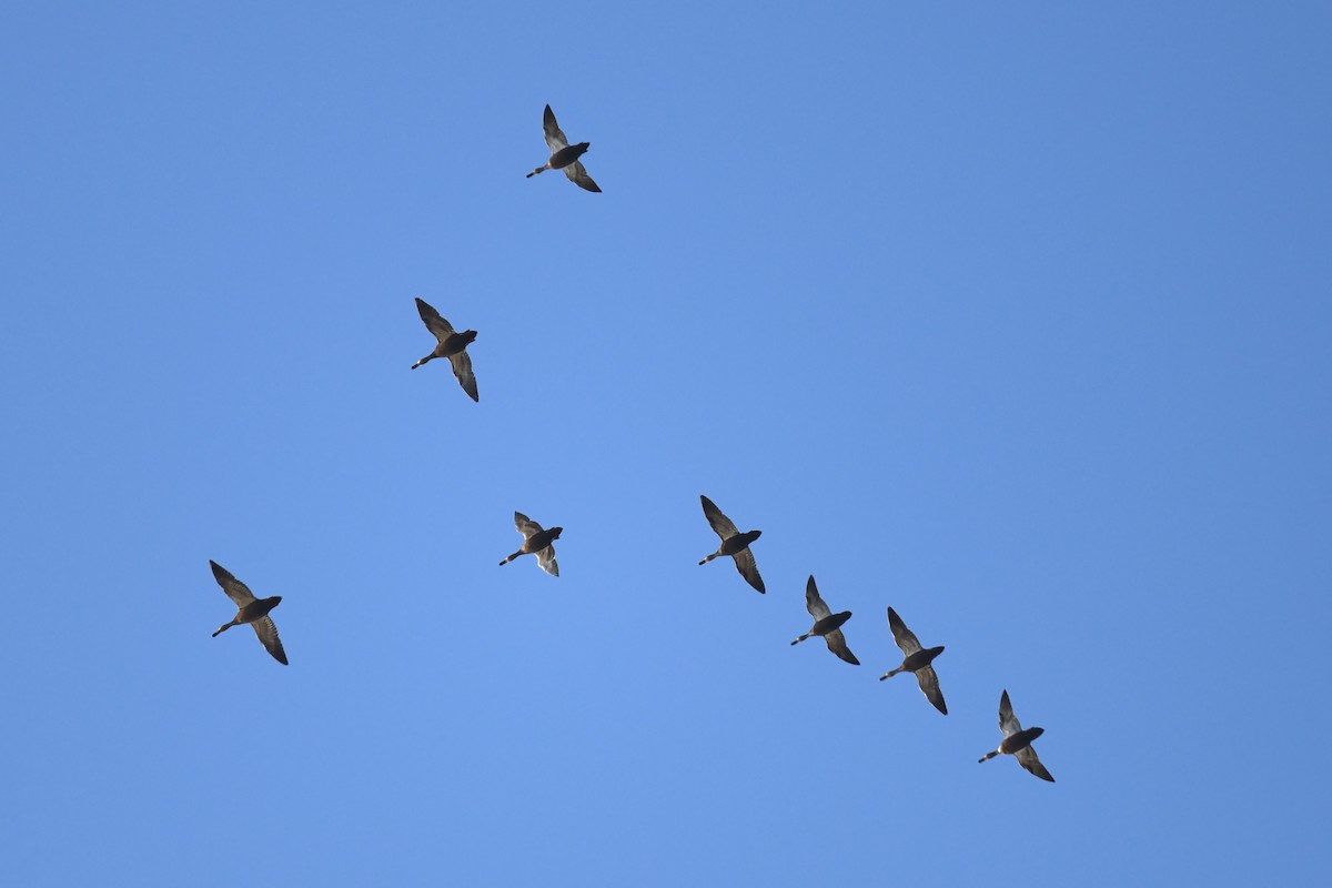 American Black Duck - ML644952239