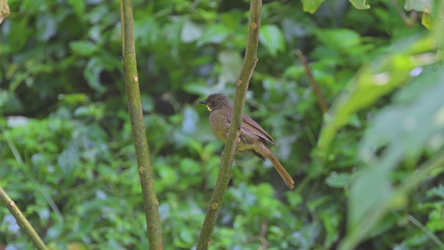 Sarı Bıyıklı Yaprakbülbülü - ML644952240