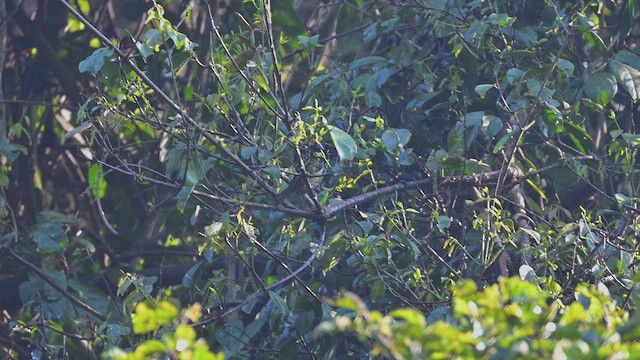 Sarı Benekli Barbet - ML644952246