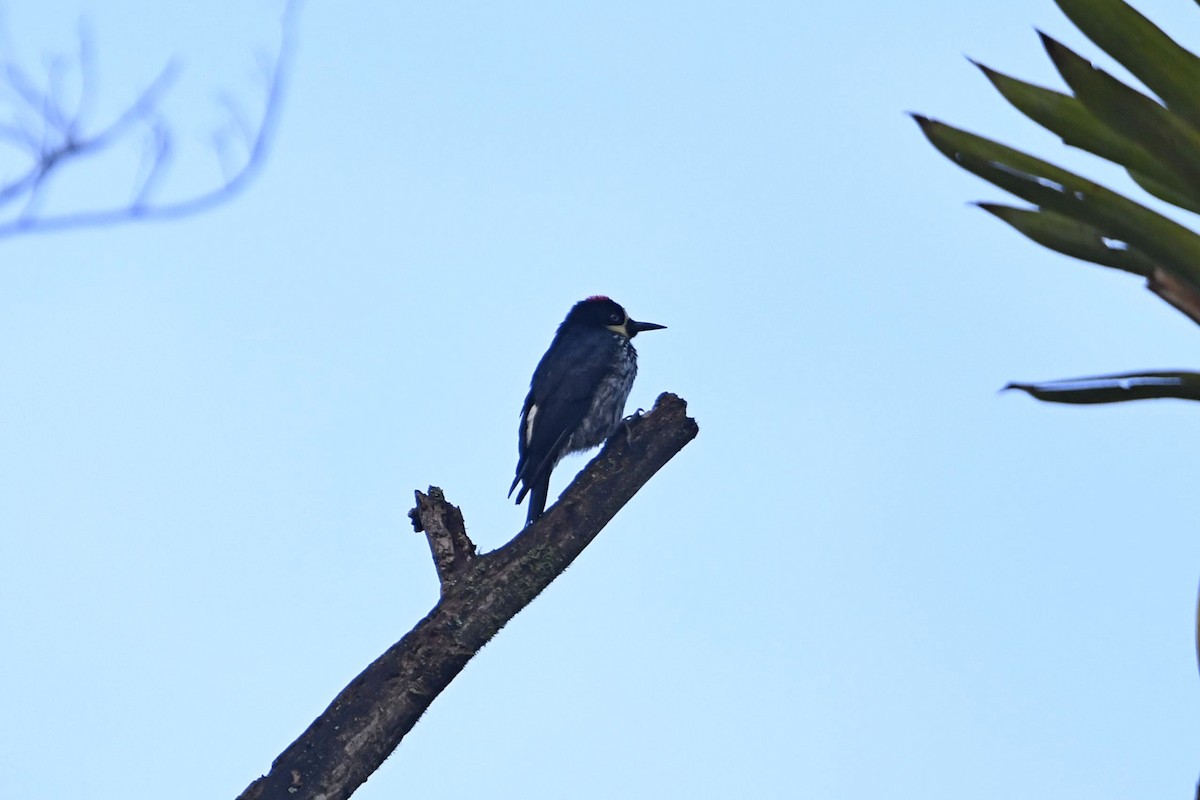 Acorn Woodpecker - ML644952247