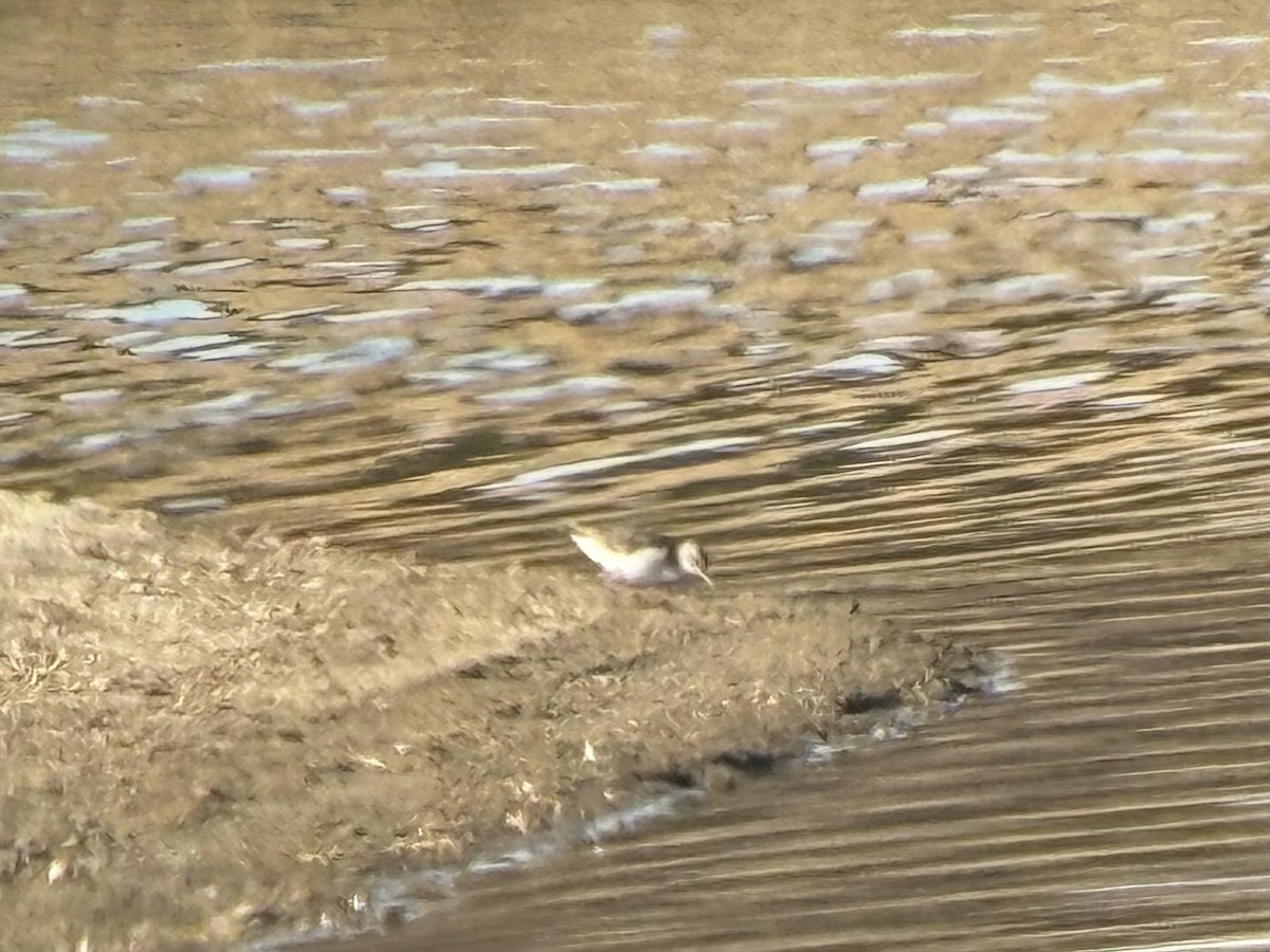 pisík americký - ML644952252