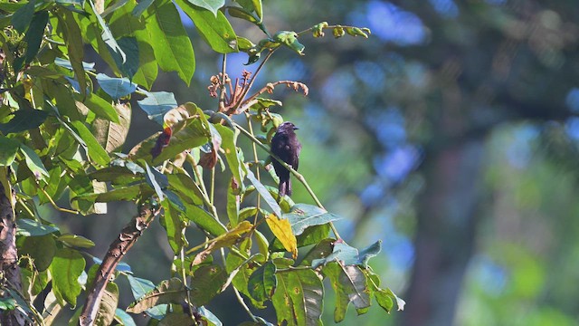 Kara Alınlı Nigrita - ML644952253