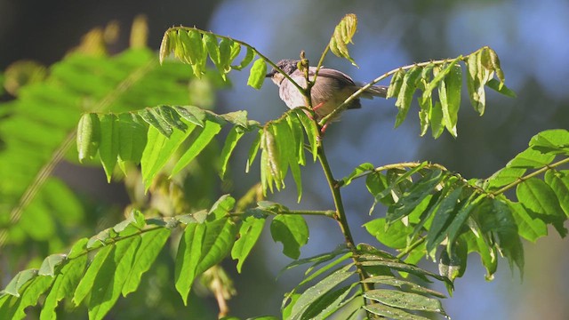 Ak Gerdanlı Prinya - ML644952258