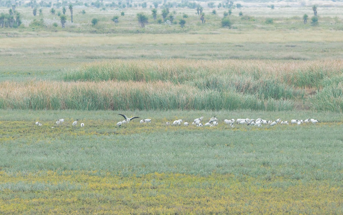 Американский клювач - ML644952260