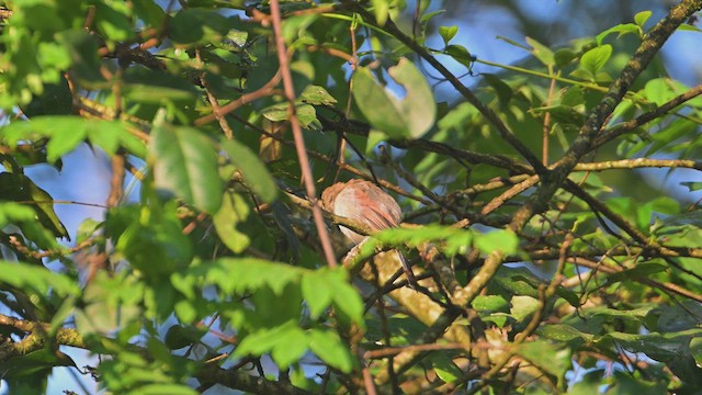 Boz Başlıklı Çagra - ML644952272