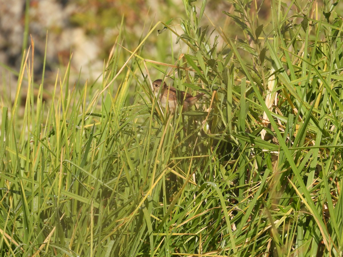 Grass Wren - ML644952275