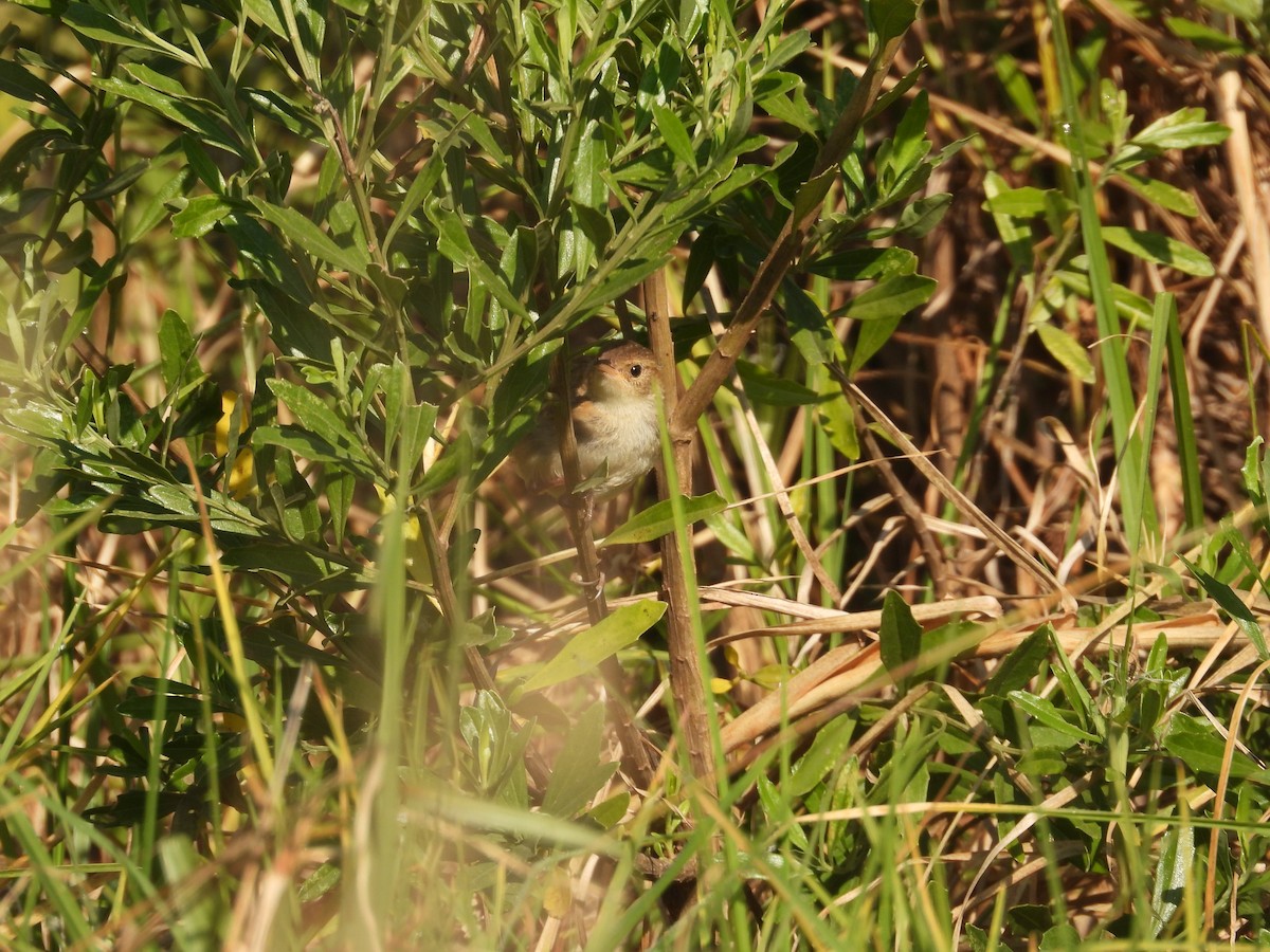 Grass Wren - ML644952276