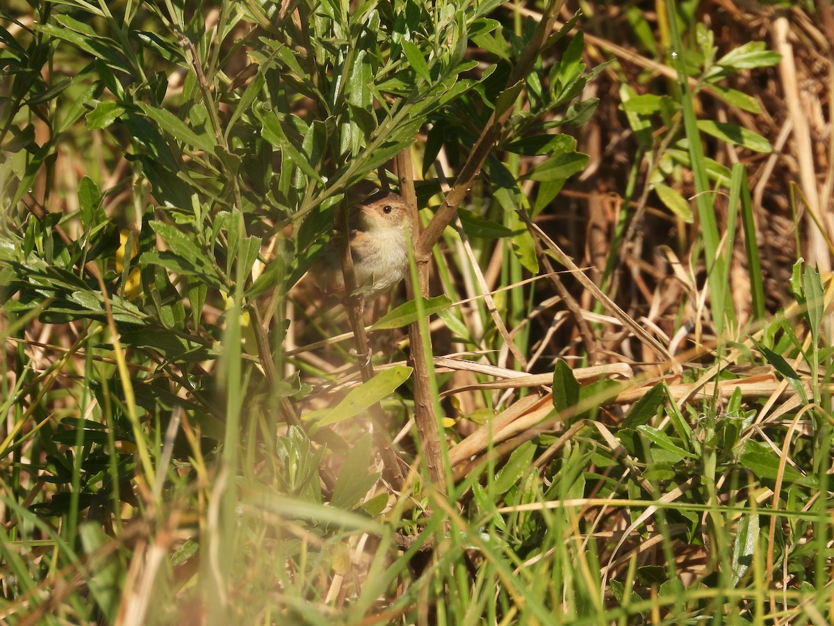 Grass Wren - ML644952277