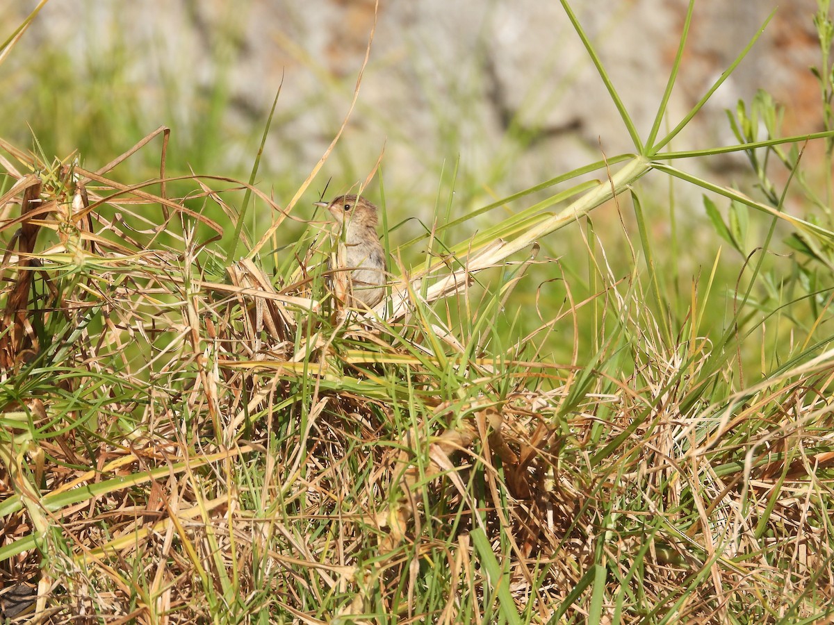 Grass Wren - ML644952278
