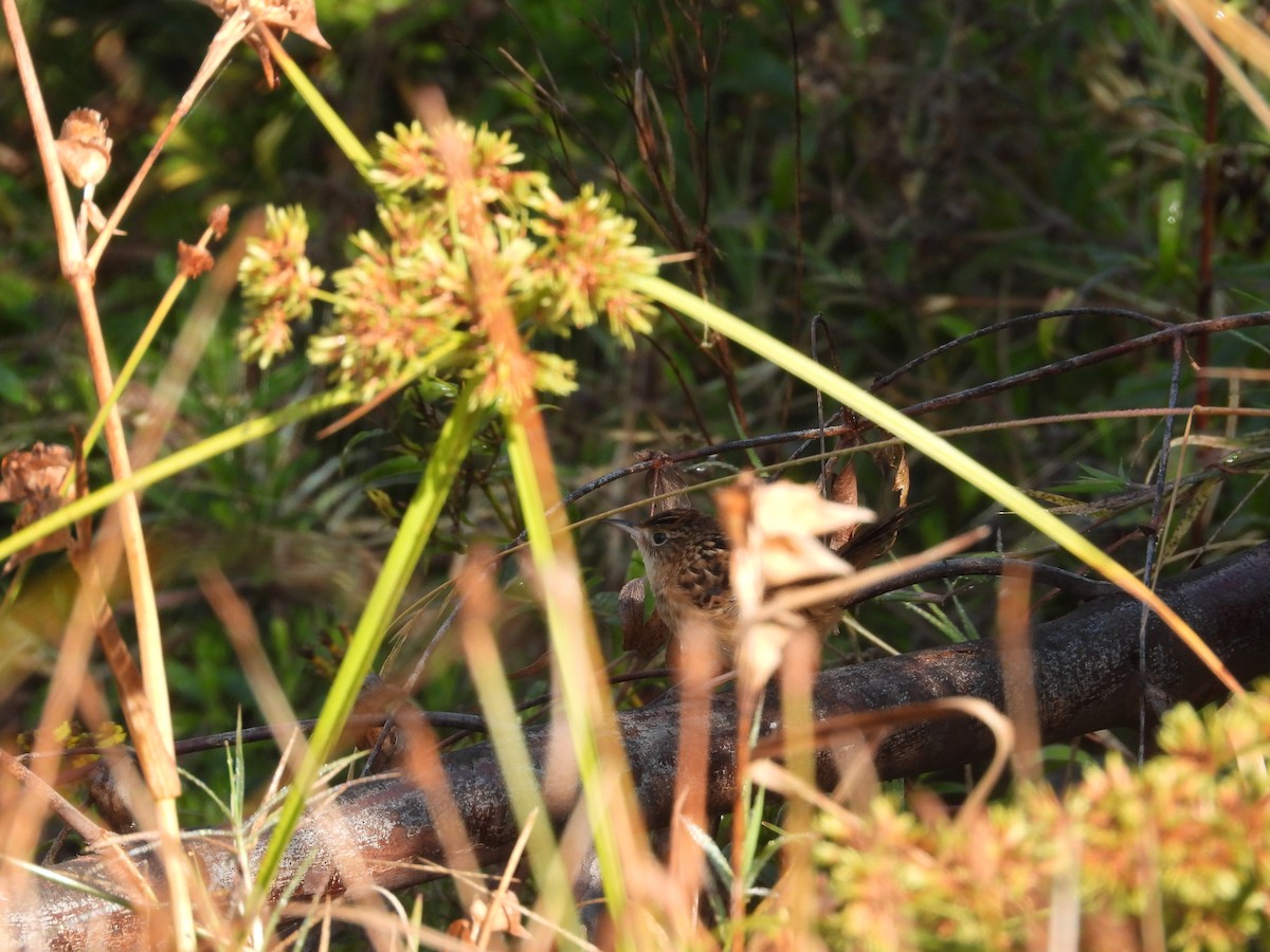 Grass Wren - ML644952279