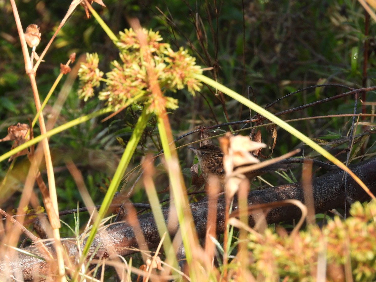 Grass Wren - ML644952280