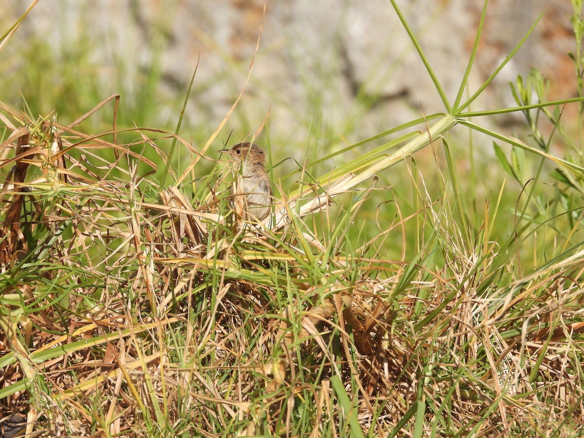 Grass Wren - ML644952281