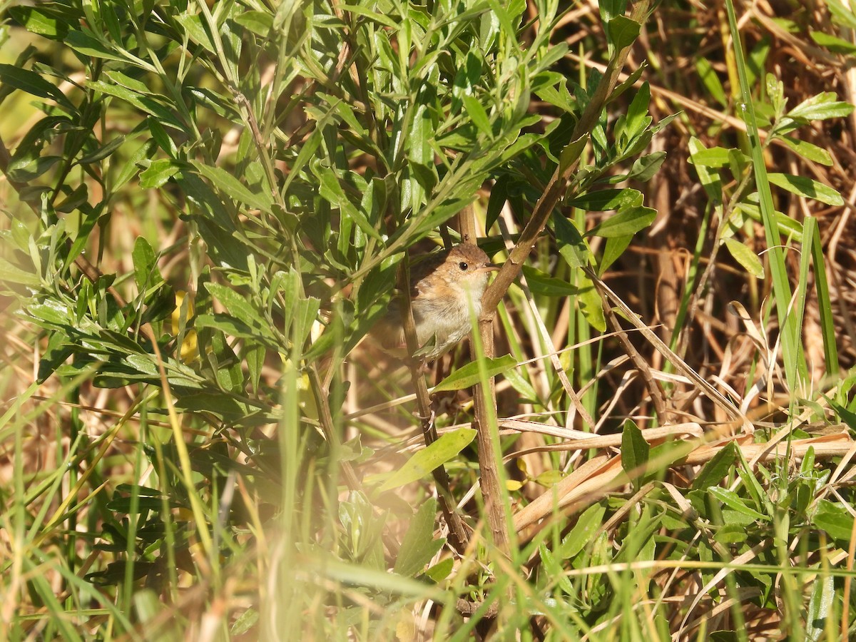 Grass Wren - ML644952282