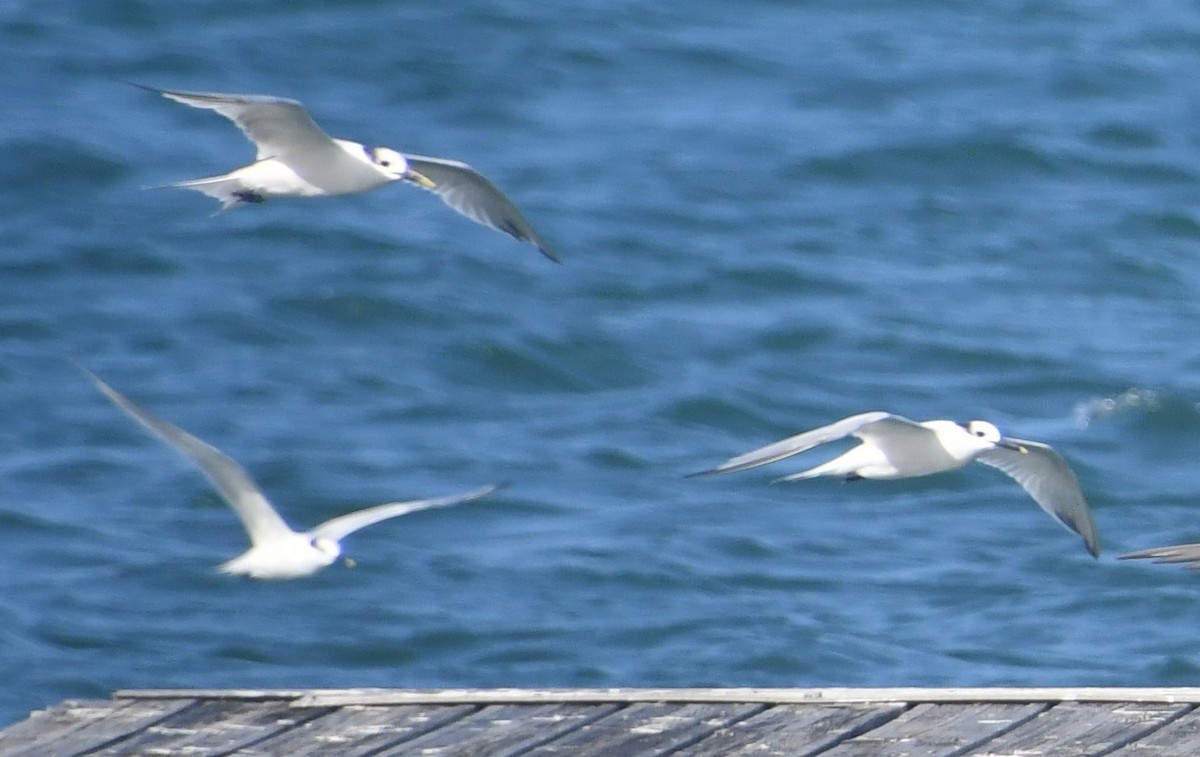 Sterne caugek - ML644952283