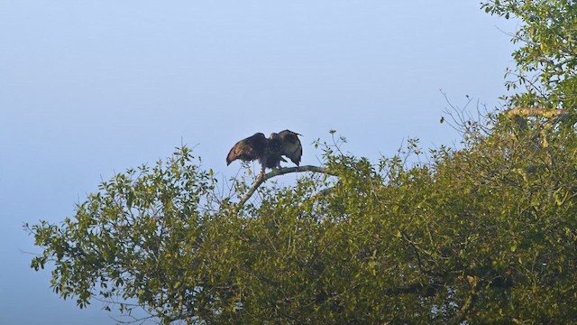 Taçlı Kartal - ML644952286