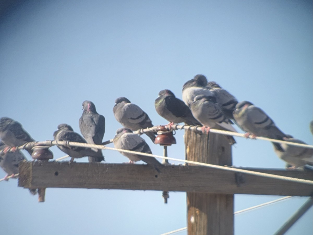 holub skalní (domácí) - ML644952291