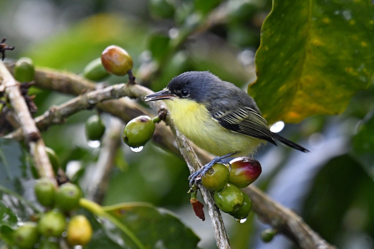 Common Tody-Flycatcher - ML644952296