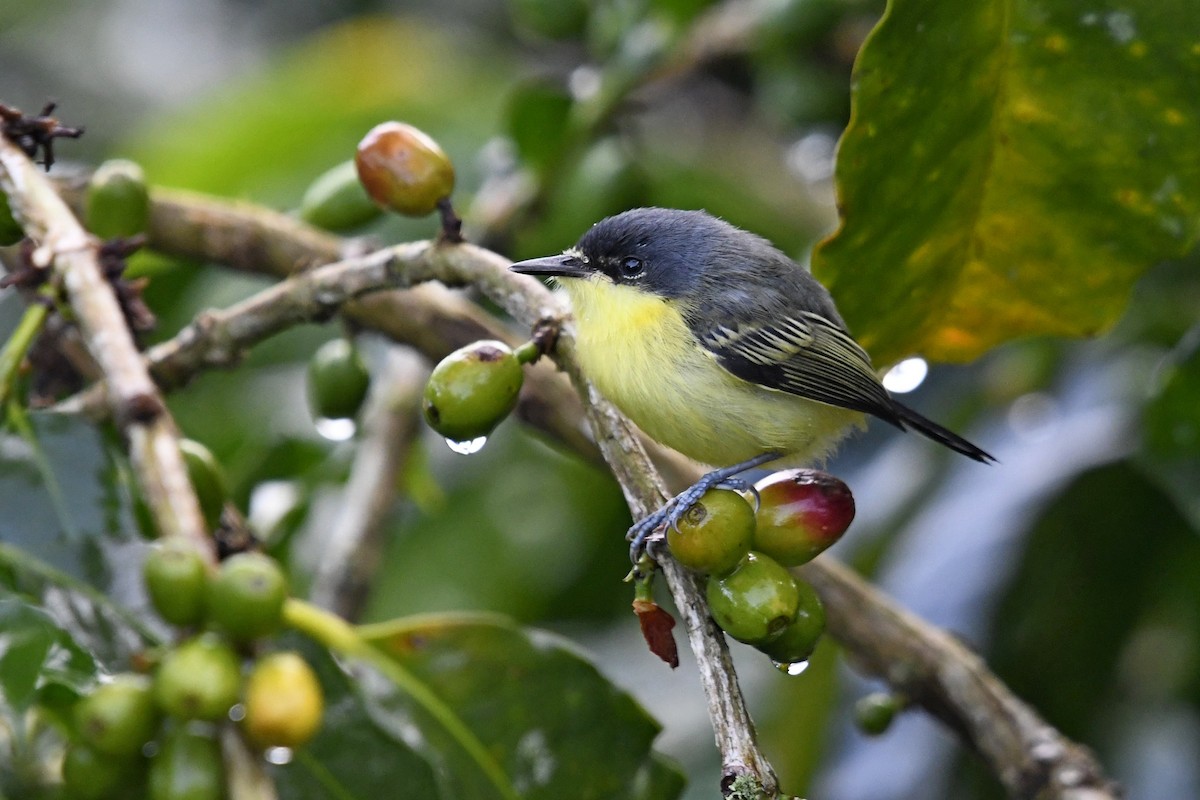 Common Tody-Flycatcher - ML644952297