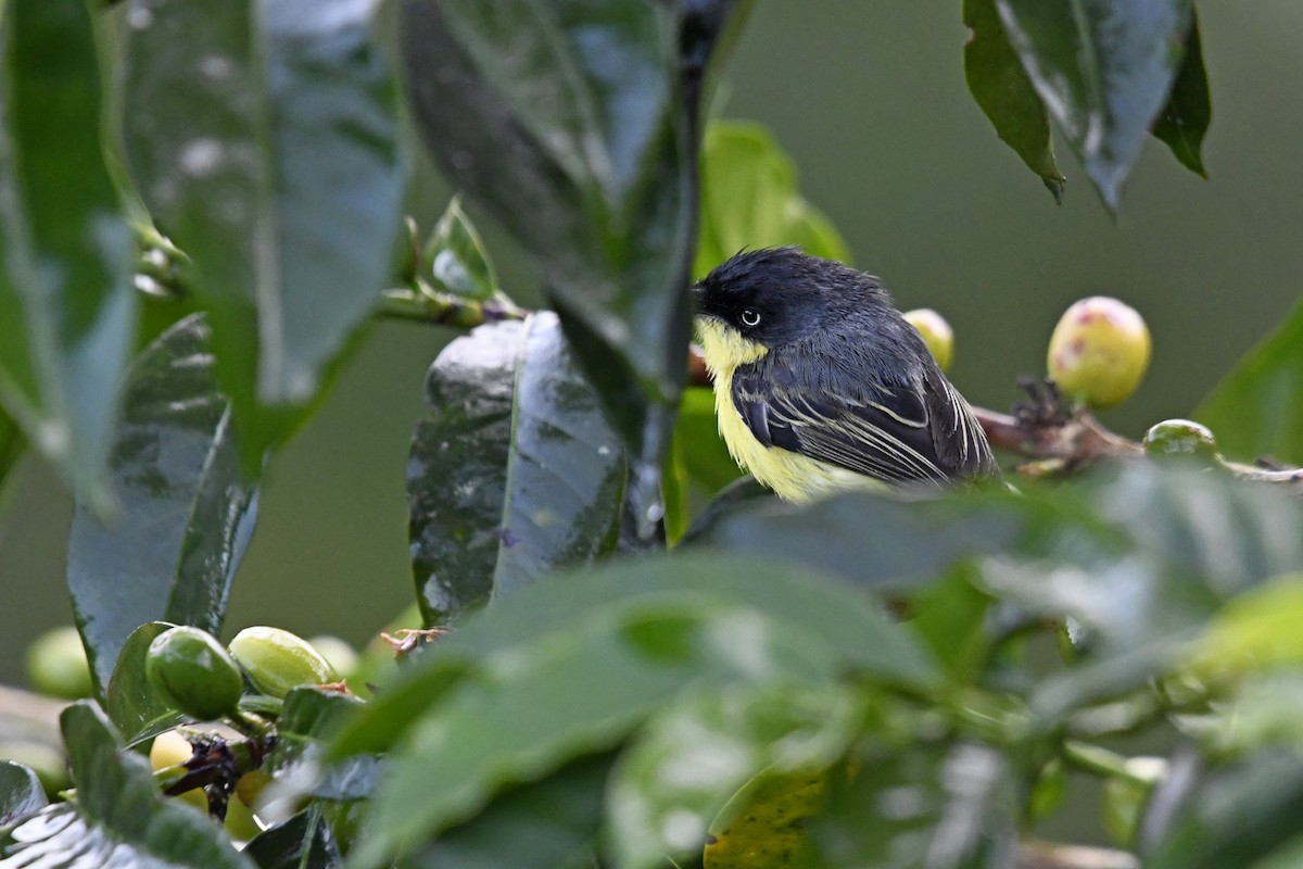 Common Tody-Flycatcher - ML644952298