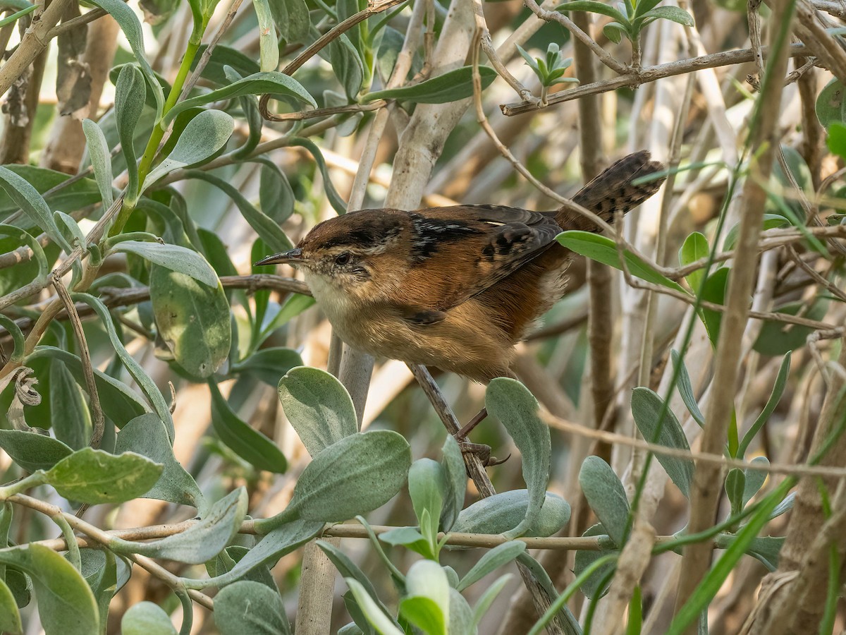 Marsh Wren - ML644952301