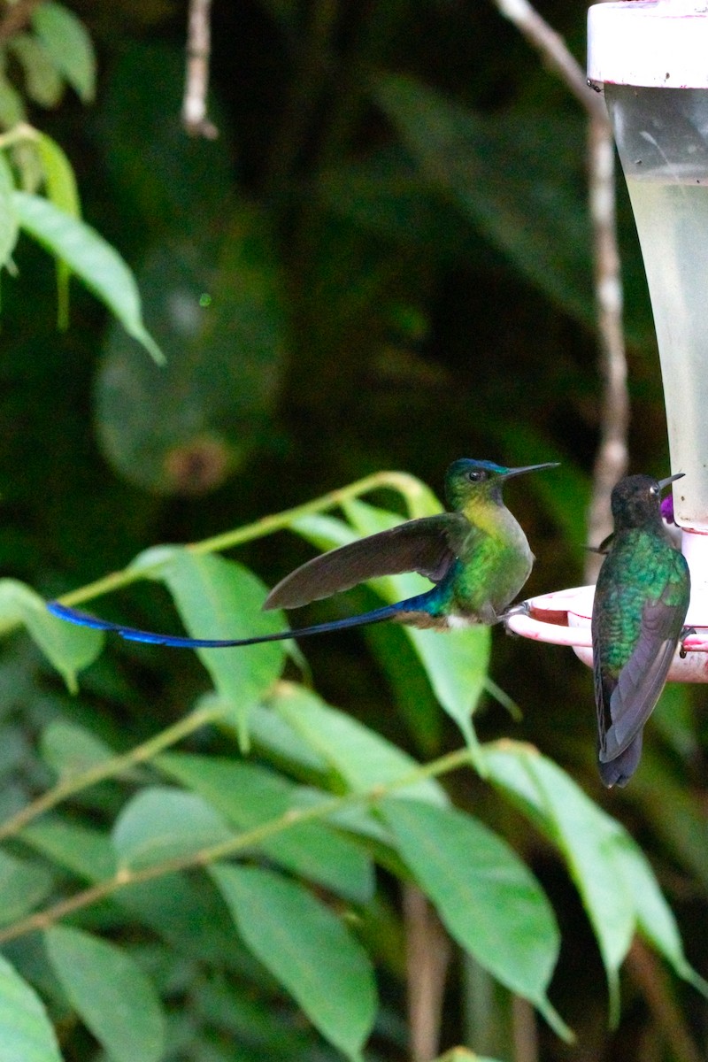 Long-tailed Sylph - ML644952306