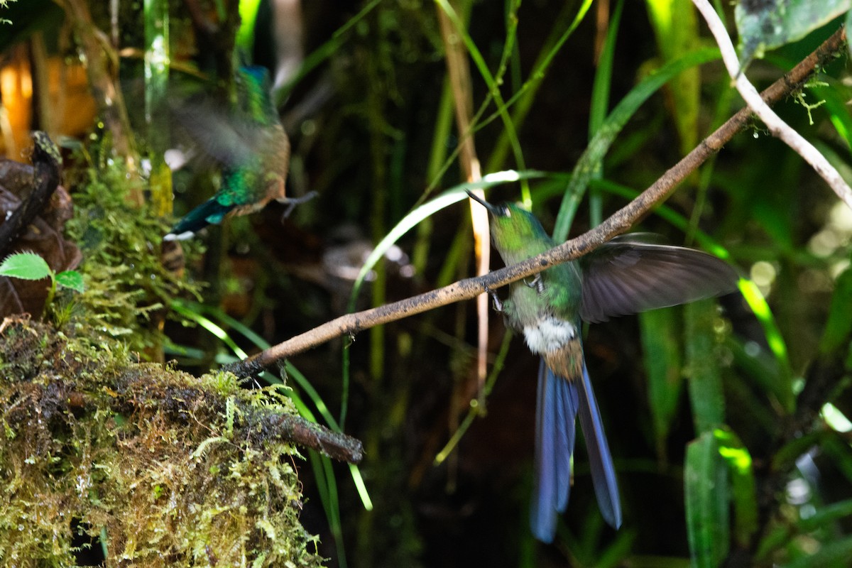 Long-tailed Sylph - ML644952307