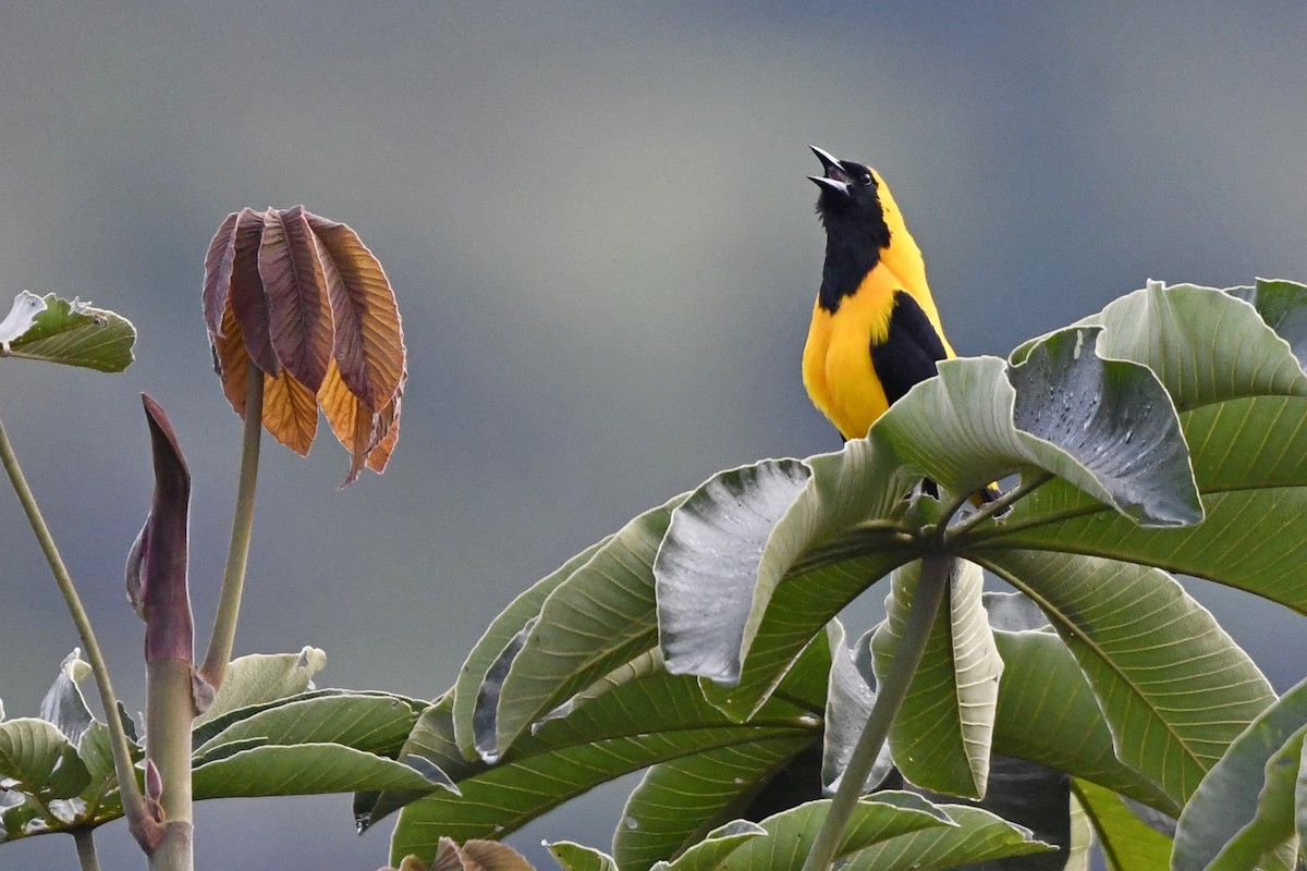 Yellow-backed Oriole - ML644952309