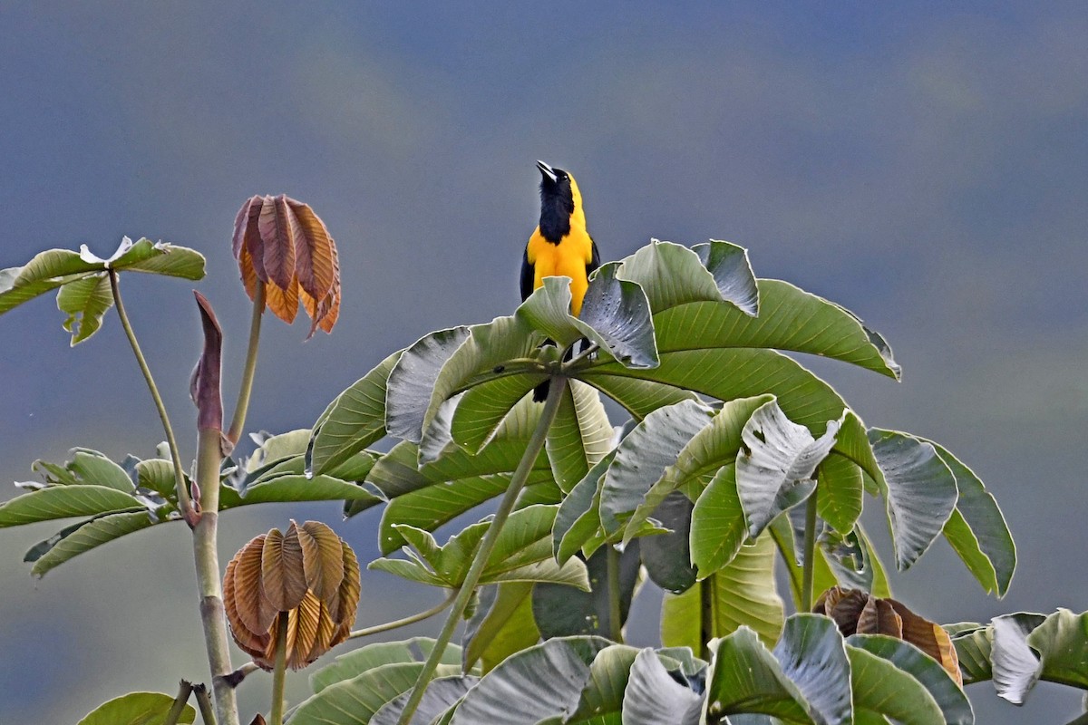 Yellow-backed Oriole - ML644952310