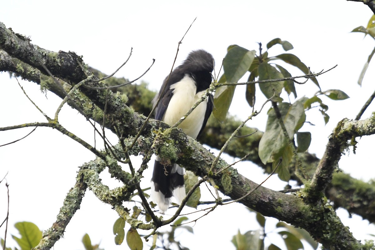 Black-chested Jay - ML644952315