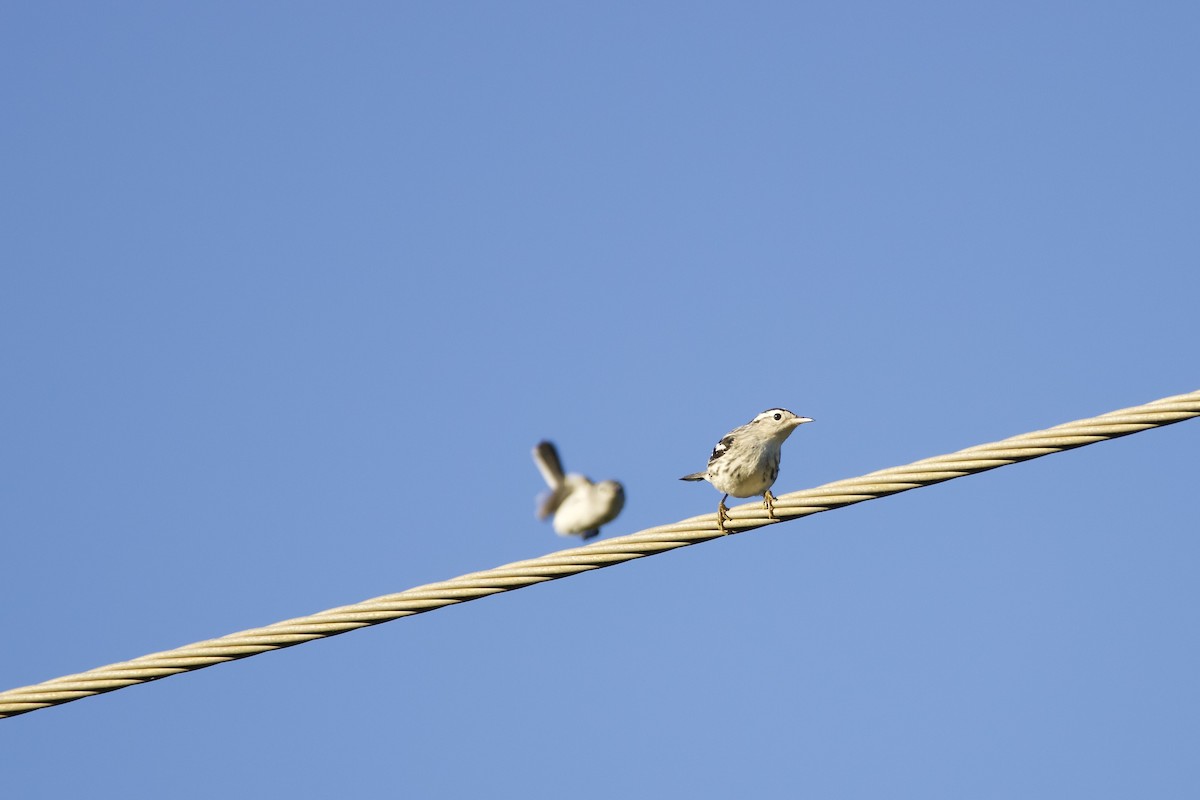 Black-and-white Warbler - ML644952320