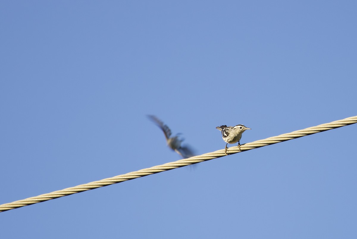 Black-and-white Warbler - ML644952321