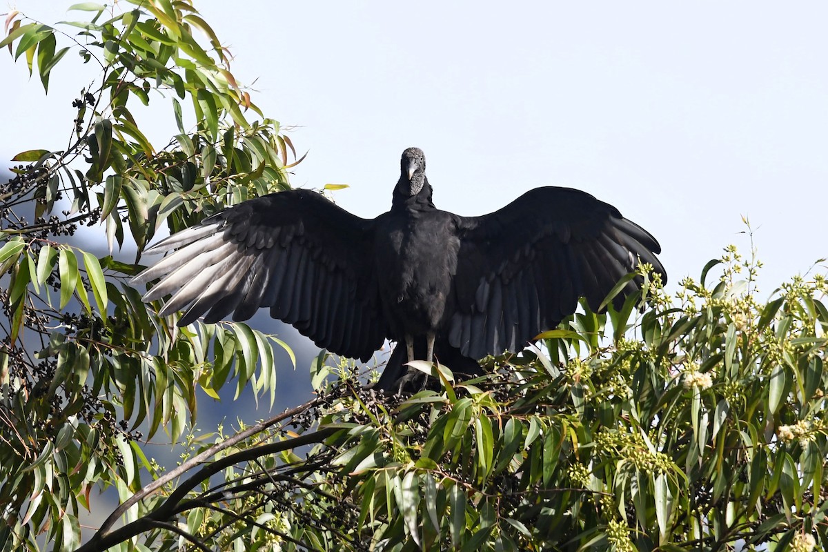 Чёрная катарта - ML644952339