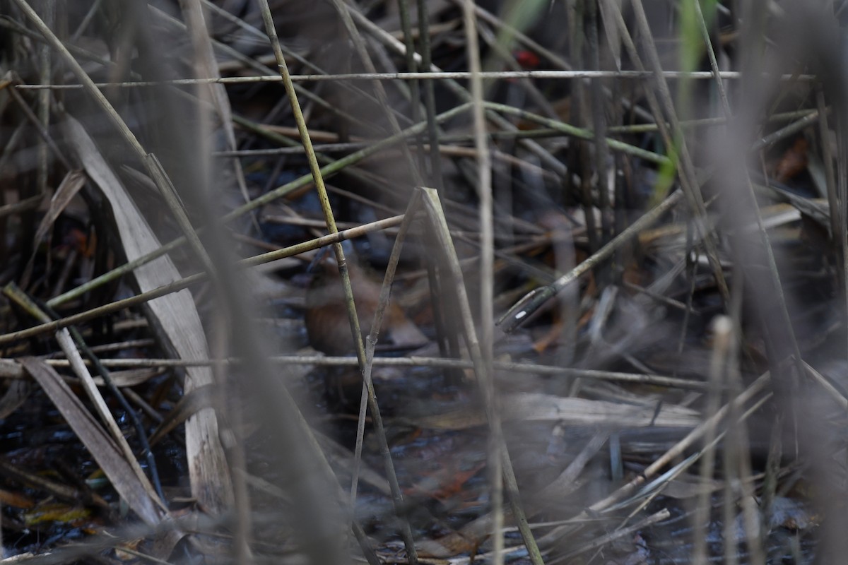 Пастушок віргінський - ML644952343